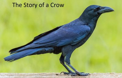 Secret of being happy from story of a crow